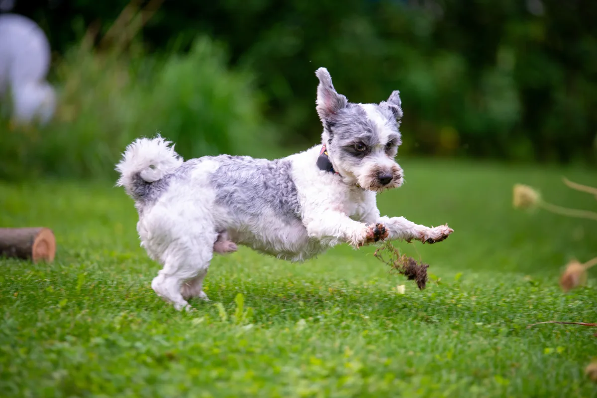 Lee ist ein Lesehund und bildet mit Esther Basler aus Grüningen ein Lesehund-Team.